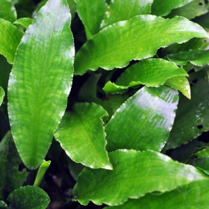 Lagenandra Toxicaria - Green bulk pack of 10 Nos.